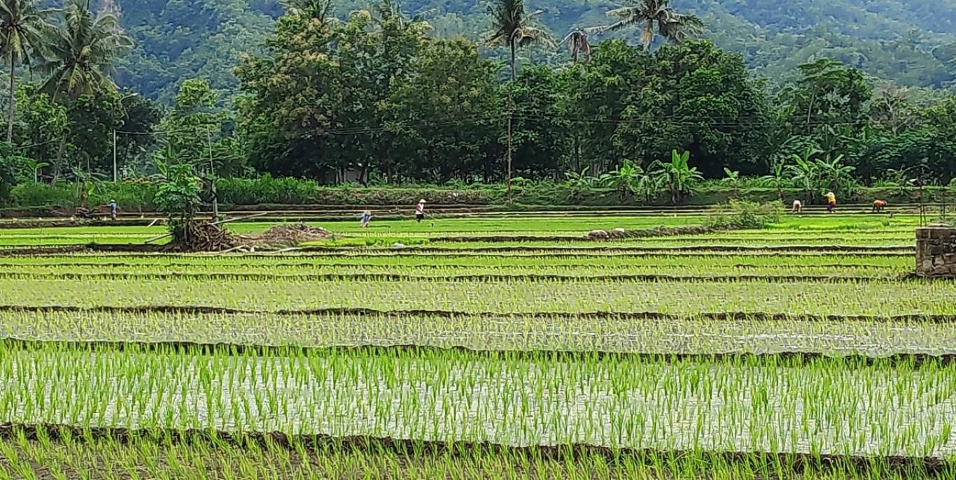 Musim penghujan berkepanjangan tiba para petani di Desa Seloharjo Mulai Menanam Padi